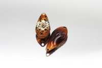 Alfred Spoon 0,55g - 003 Gebürstetes Kupfer Alfred Spoon 0,55g - 003 Gebürstetes Kupfer